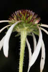 Sanguine purple coneflower